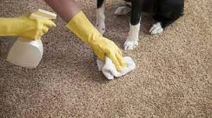  Keeping your carpets clean and fresh